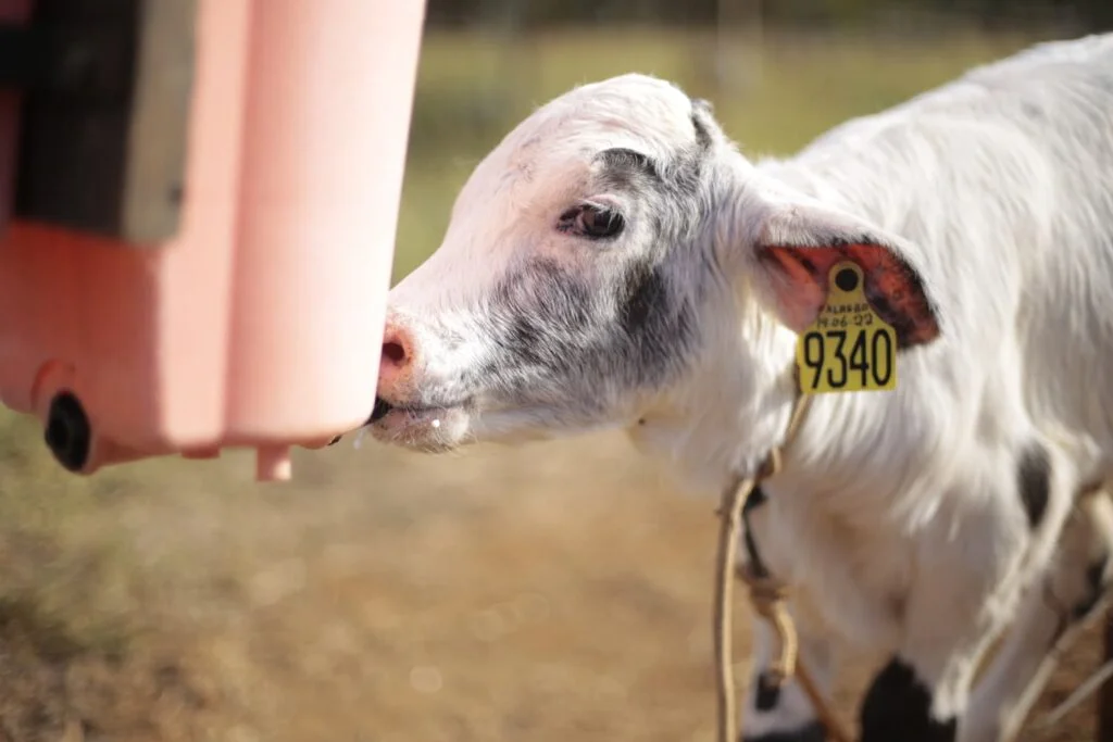 Como usar uma planilha de escore de saúde respiratória em bezerras? 13 Planilha + Guia Escore de saúde respiratória em bezerras