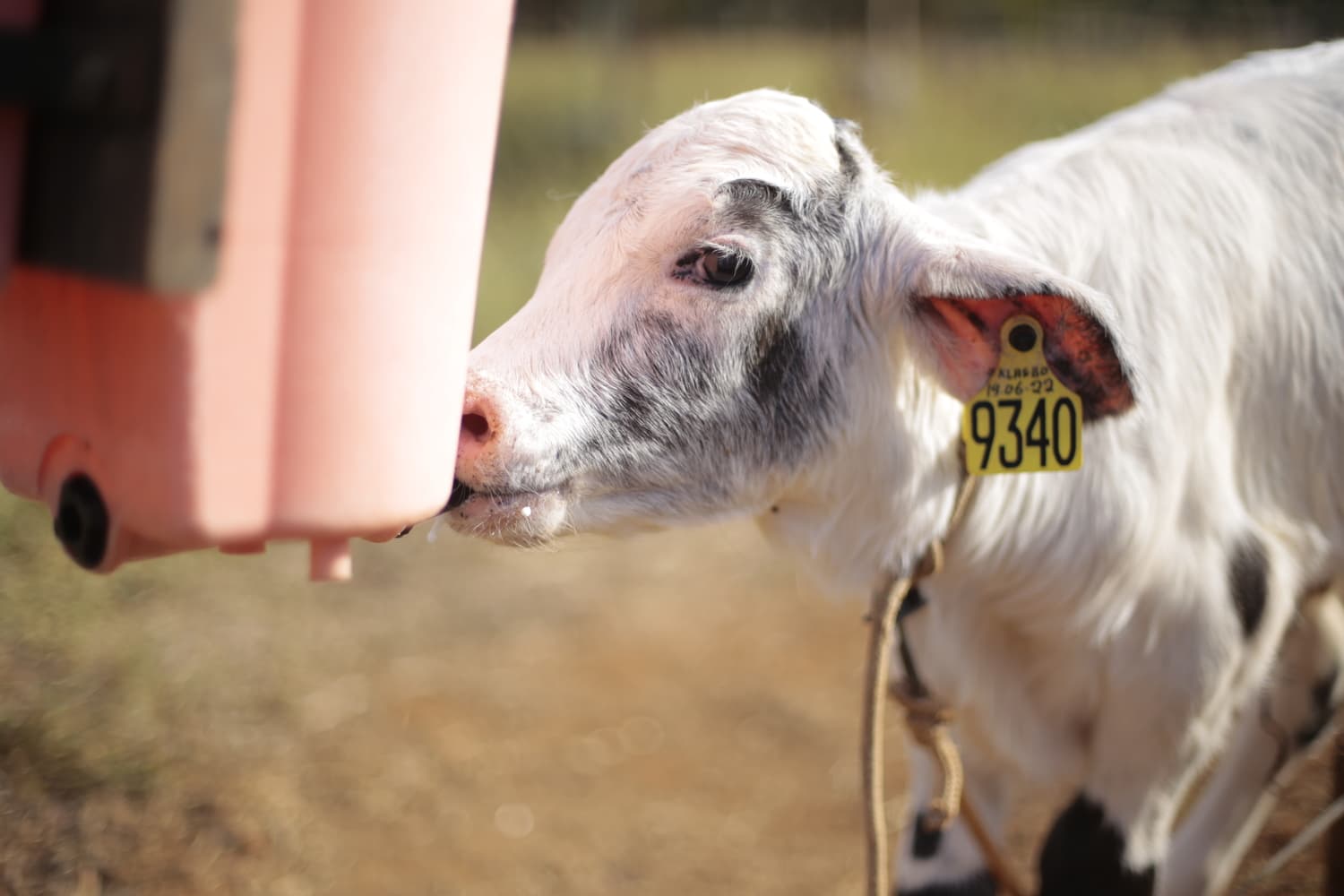 Como usar uma planilha de escore de saúde respiratória em bezerras?