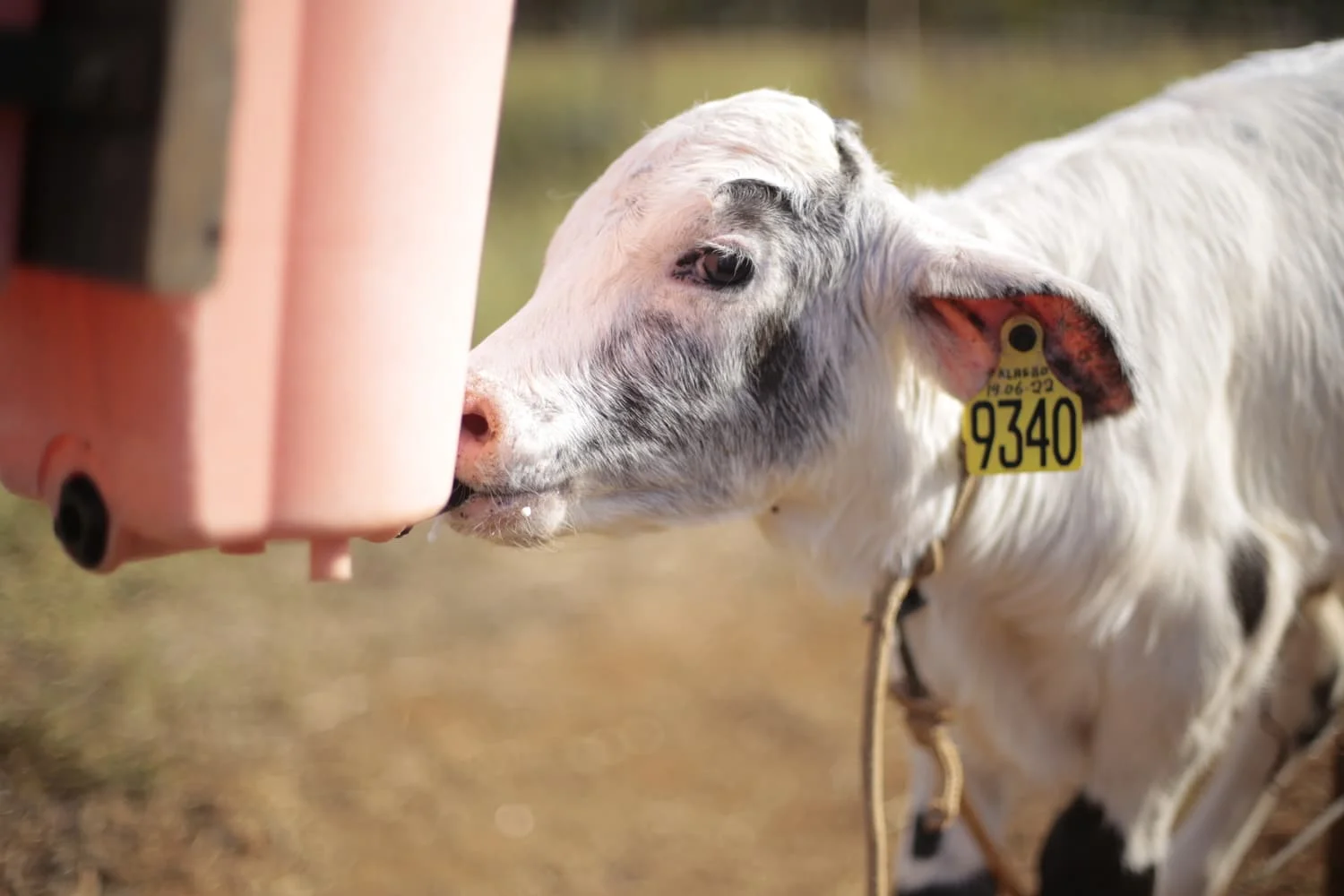 Como usar uma planilha de escore de saúde respiratória em bezerras? 33 Planilha + Guia Escore de saúde respiratória em bezerras