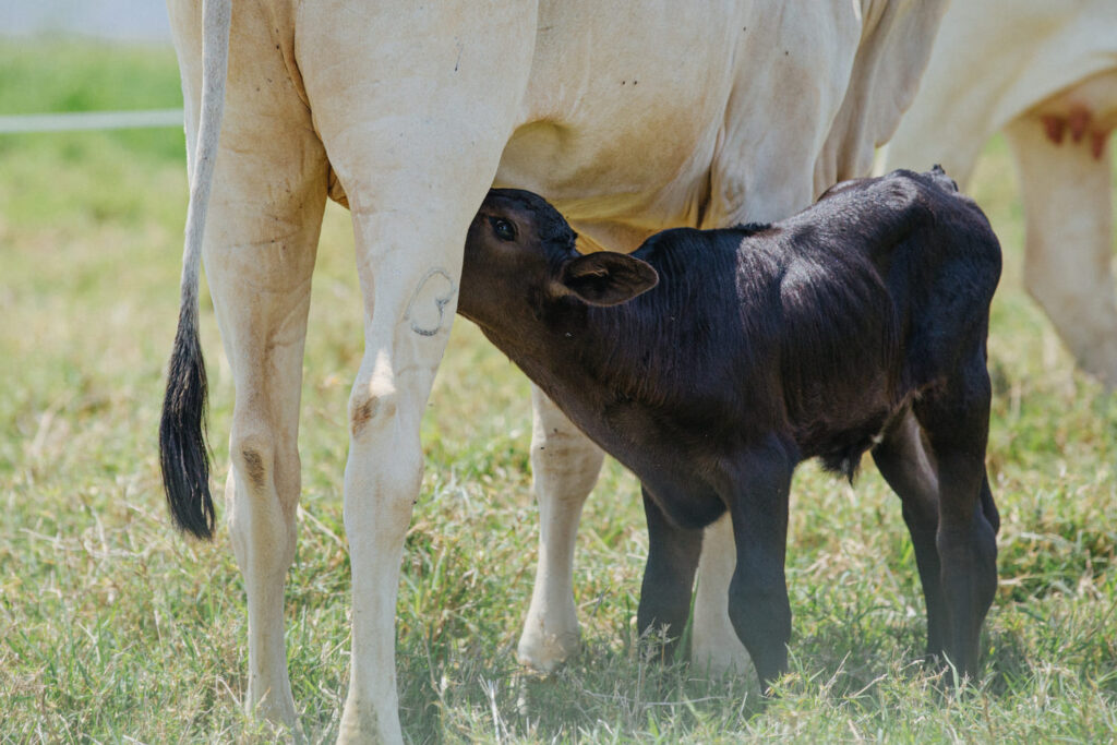 Cuidados essenciais na desmama de bezerros de corte? 8 Desmama de bezerros de corte: veja os principais cuidados