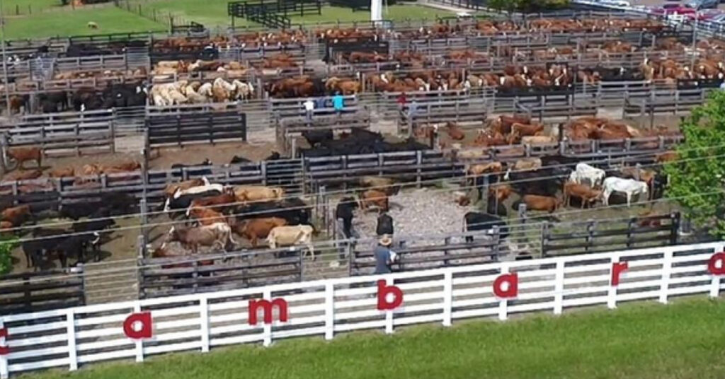 média geral de R$ 1.591 em Cruz Alta • Portal DBO