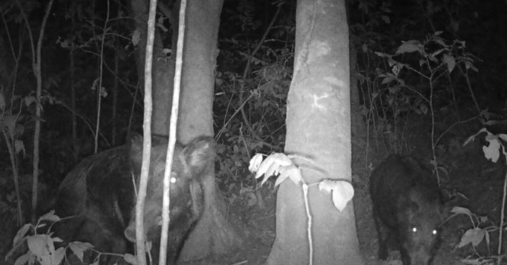 Comissão vai debater impacto de invasão de javalis na produção agropecuária • Portal DBO