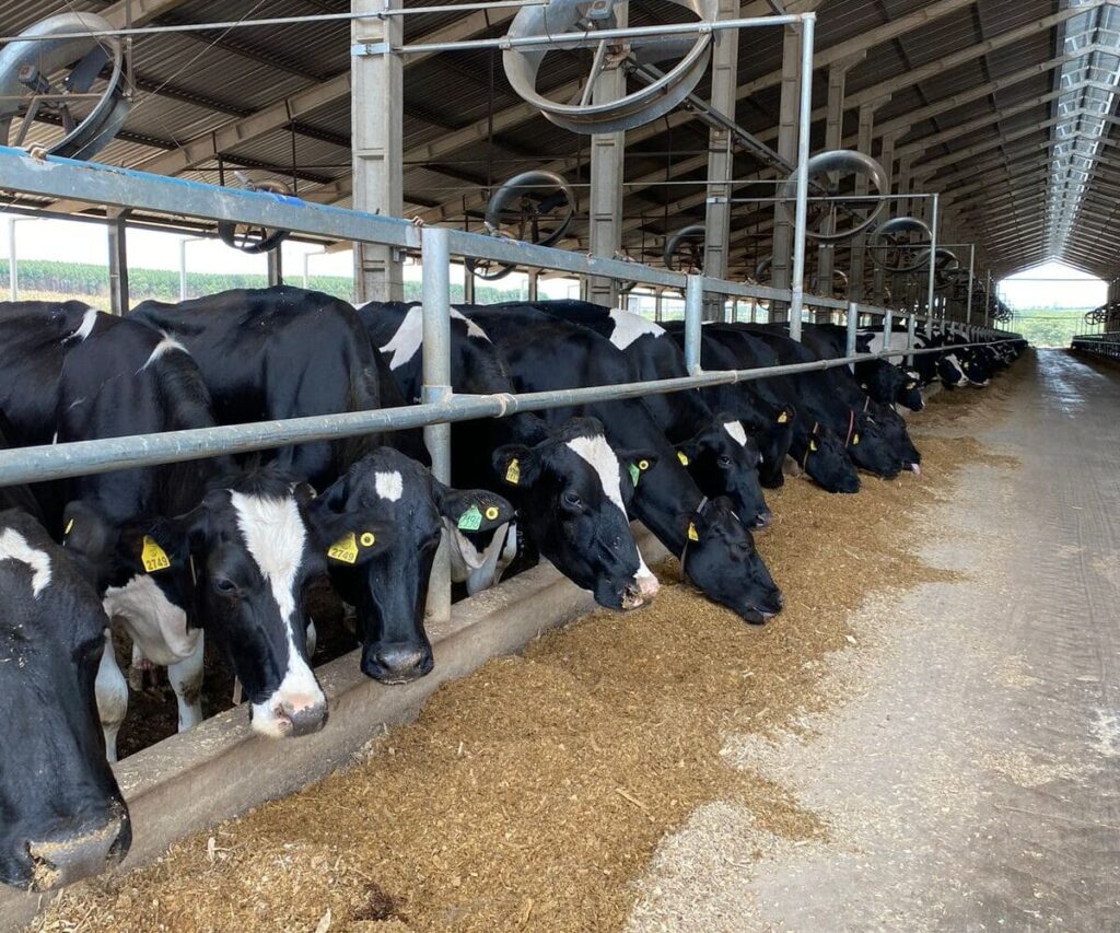 Dietas para vacas leiteiras: O que mudou? 20 O que mudou na formulação de dietas para vacas leiteiras? Do NRC 2001 ao NASEM 2021