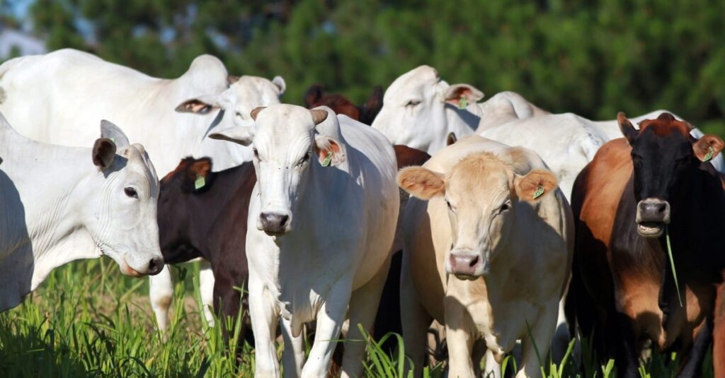Operação contra roubo de gado deixa dois mortos em MS