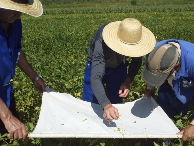É seguro reduzir as aplicações de inseticidas contra percevejos em lavouras de soja?