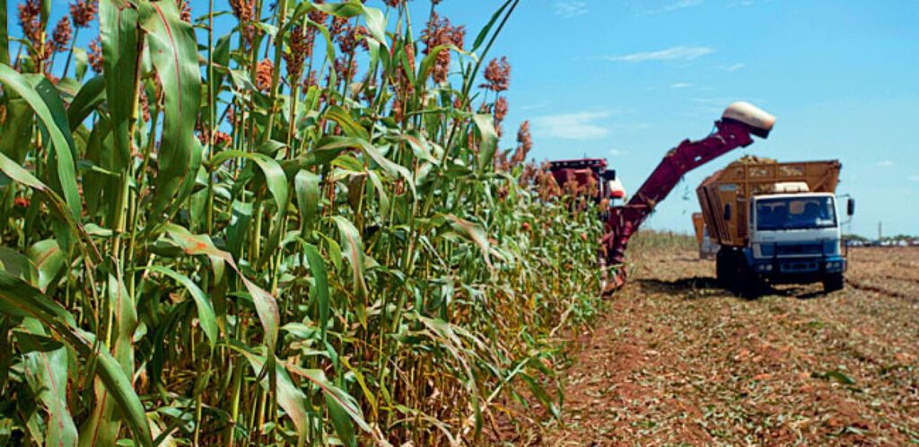 Se prepara exportación de sorgo con destino a China - Rurales