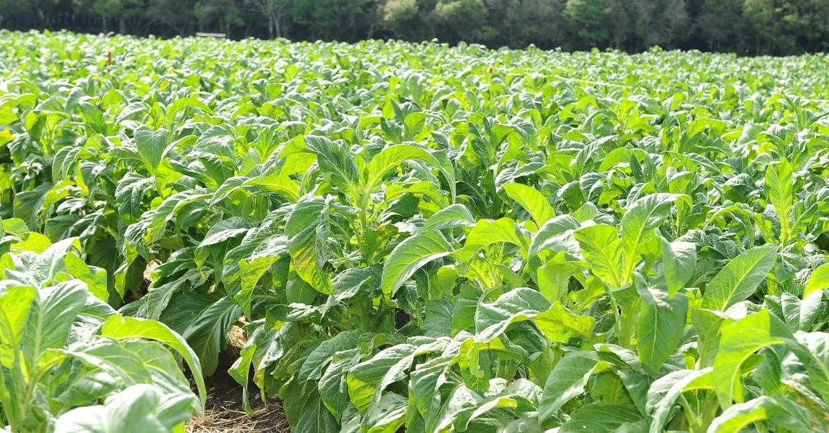Fávaro assegura forte proteção ao tabaco? 8 Fávaro garante 'defesa incontestável do setor' do tabaco
