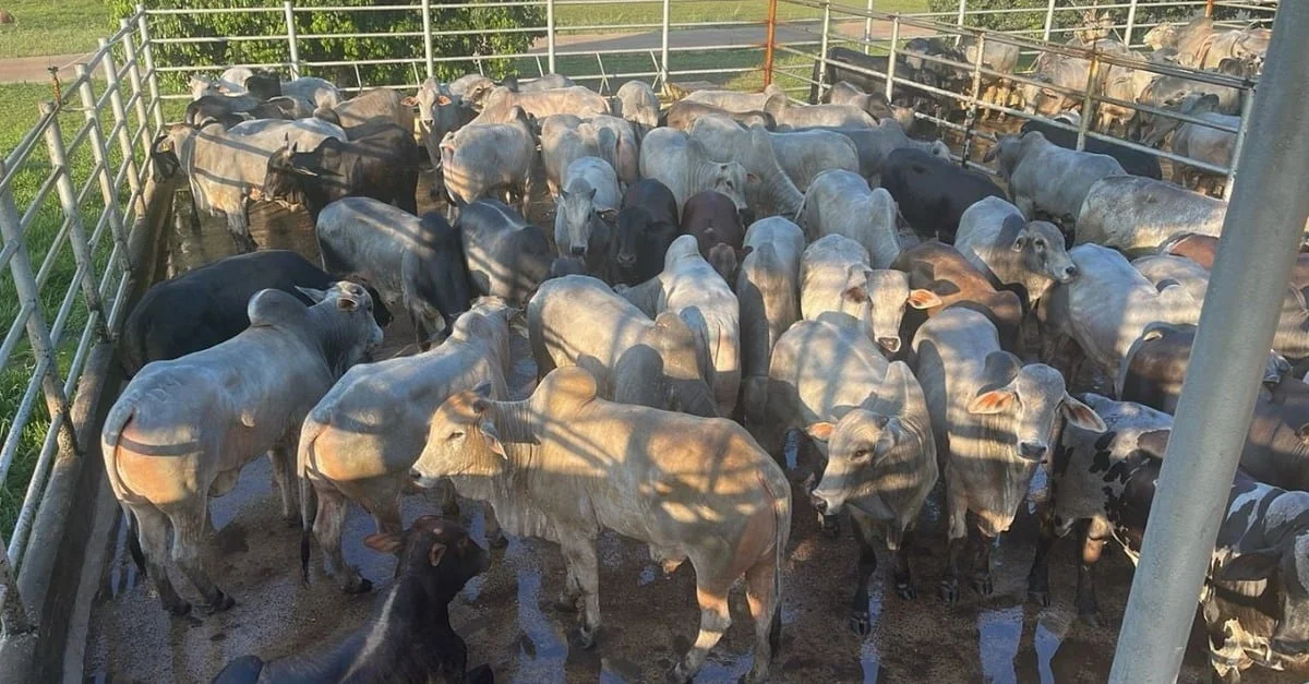 Fazenda Modelo: A verdadeira referência em criação de boiada jovem no TO? 4 Fazenda Modelo faz jus ao nome e termina boiada jovem de quase 19@ no TO