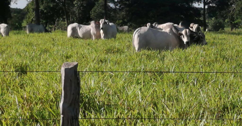 Semana fecha com estabilidade nos preços da arroba do boi gordo • Portal DBO