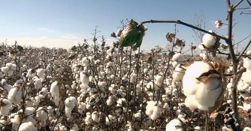 Fibras sintéticas: estão colocando pressão nos preços? 13 fibras sintéticas mais competitivas criam pressão nas cotações