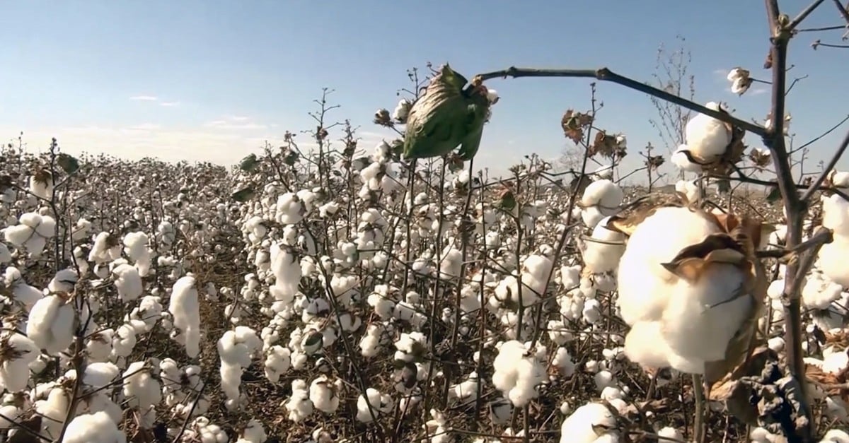 fibras sintéticas mais competitivas criam pressão nas cotações