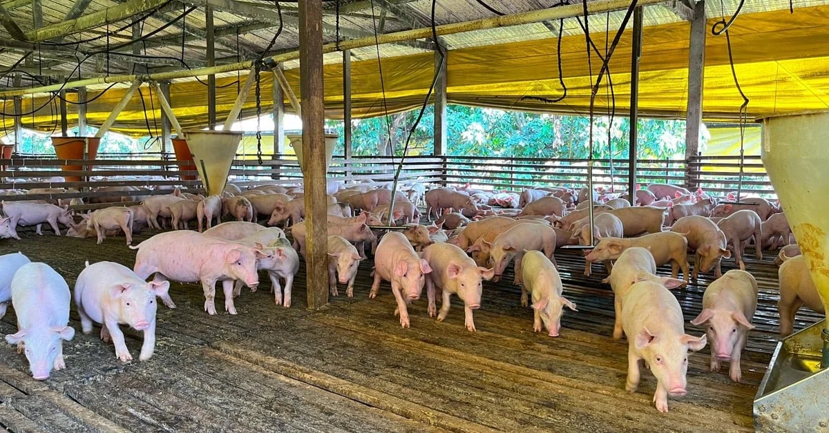 Granja em Mato Grosso: Proteína e energia sustentáveis? 5 Granja sustentável produz proteína animal e energia elétrica em Mato Grosso