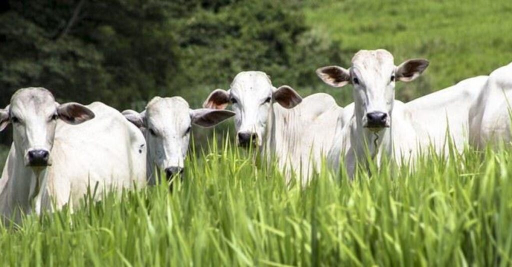 JBS atinge 94% de conformidade nas compra de gado na Amazônia Legal