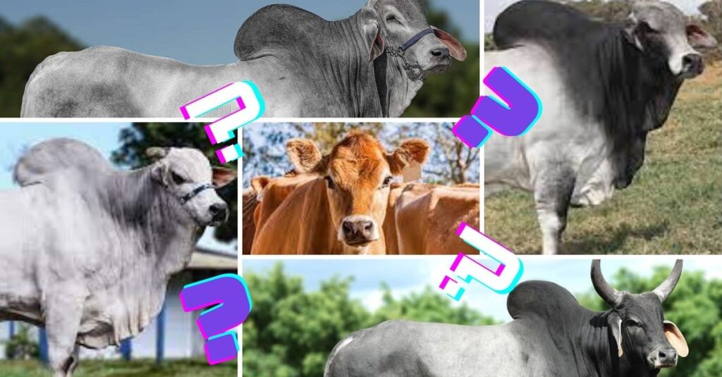 Jersey ou zebu: Qual a melhor combinação? 27 Jersey pode ir bem com qual raça zebuína: Nelore, Brahman, Tabapuã ou Guzerá?