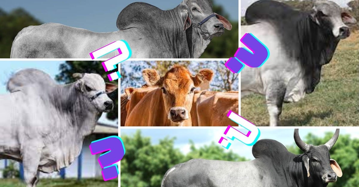 Jersey ou zebu: Qual a melhor combinação?