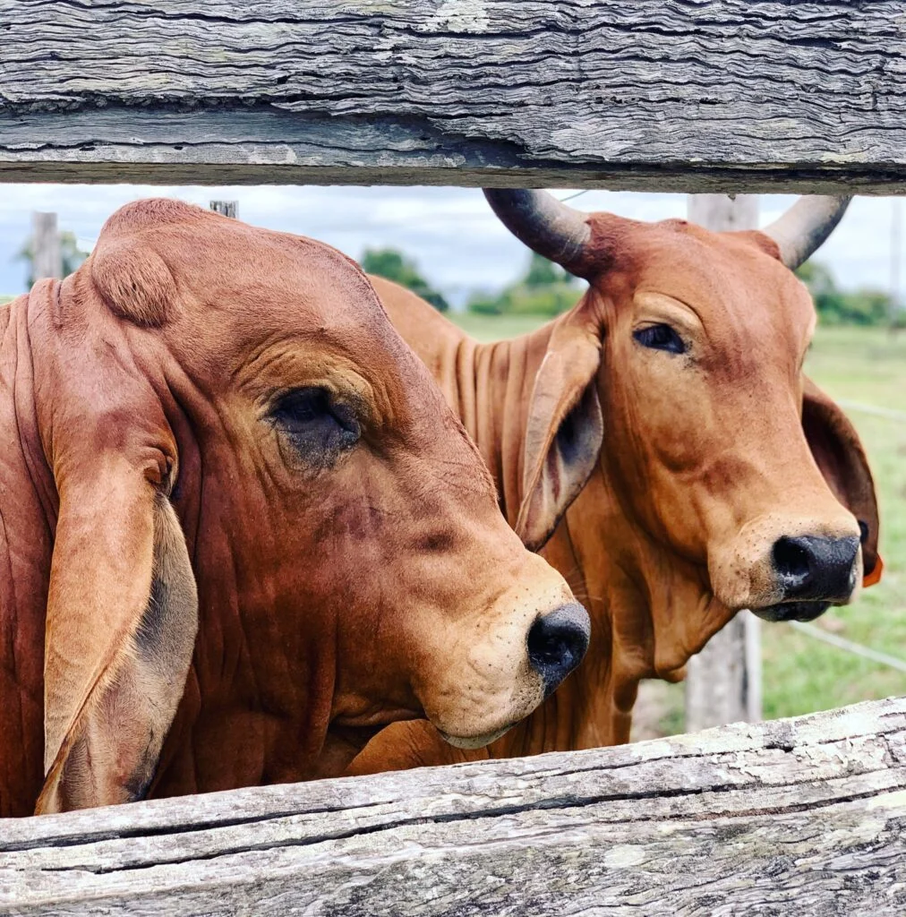 Mercado boi gordo se recupera com retomada das exportações à China? 2 Mercado do boi gordo vive turbulências no primeiro trimestre, mas se recupera com retomada das exportações à China