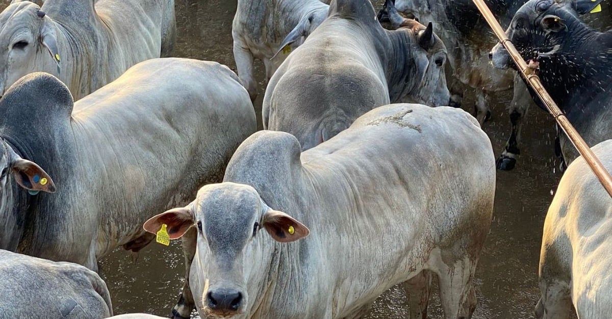 Mudança épica: Produtor cacerense brilha na Europa após atingir 24 anos?
