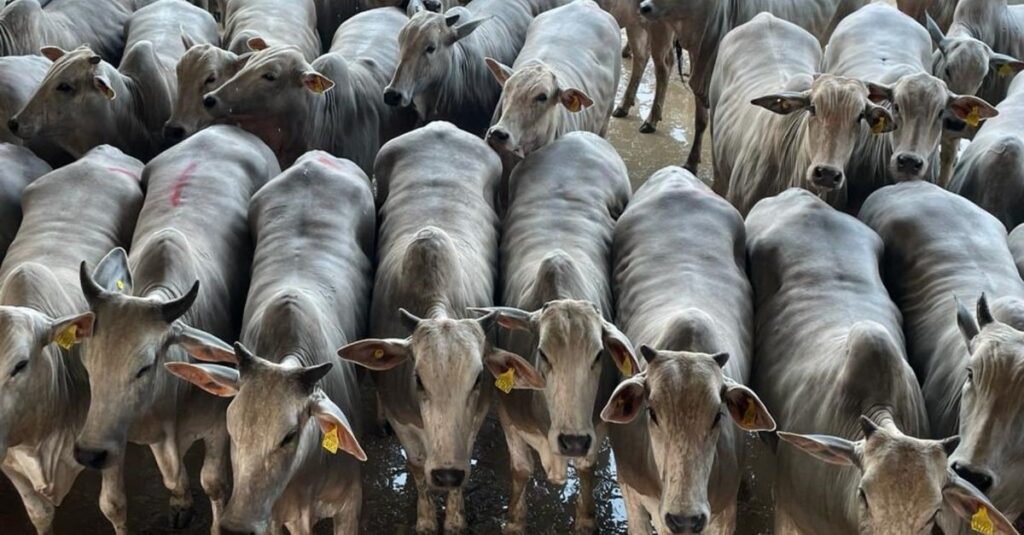 Novilhada Nelore bruta de boa dá show de acabamento em MS