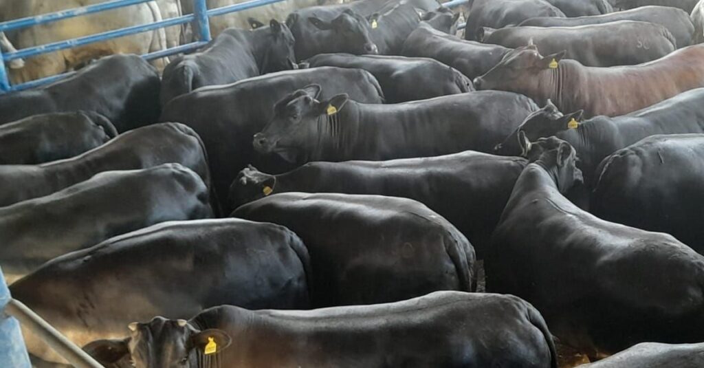 Novilhas de cruzamento surpreendem em SP! 41 Novilhas de cruzamento industrial impressionam com peso em SP