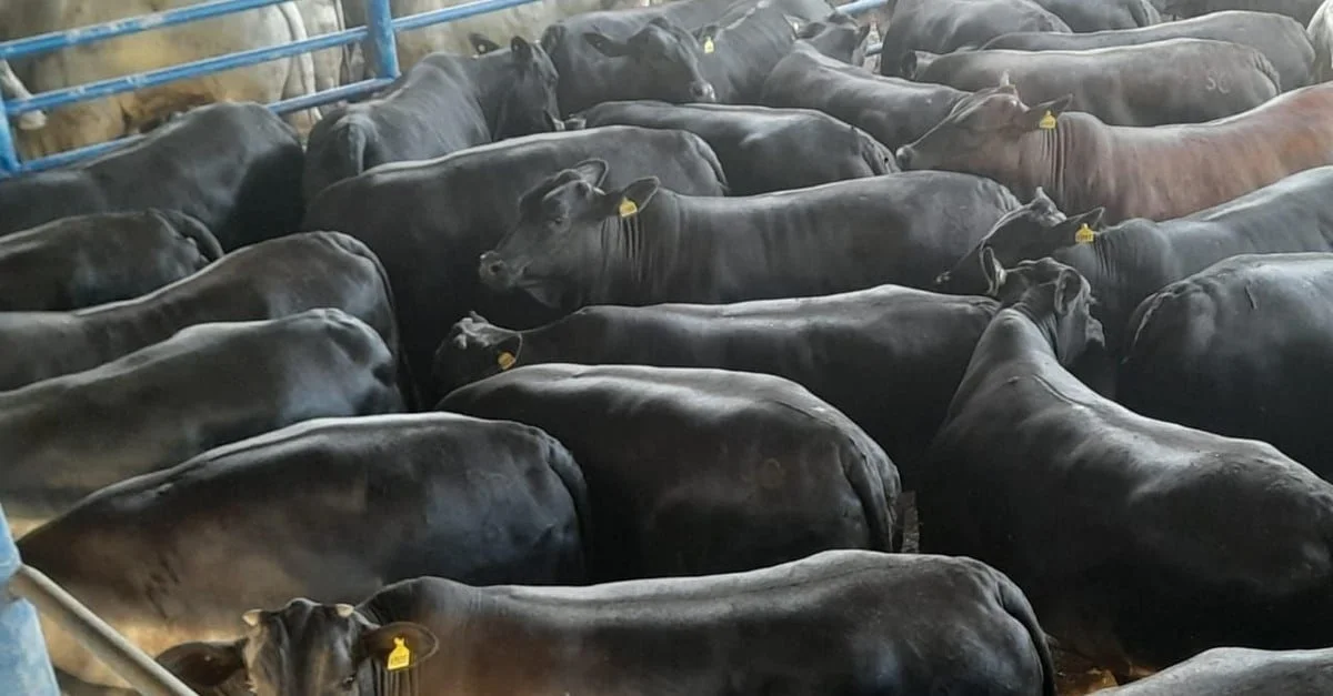 Novilhas de cruzamento surpreendem em SP! 1 Novilhas de cruzamento industrial impressionam com peso em SP