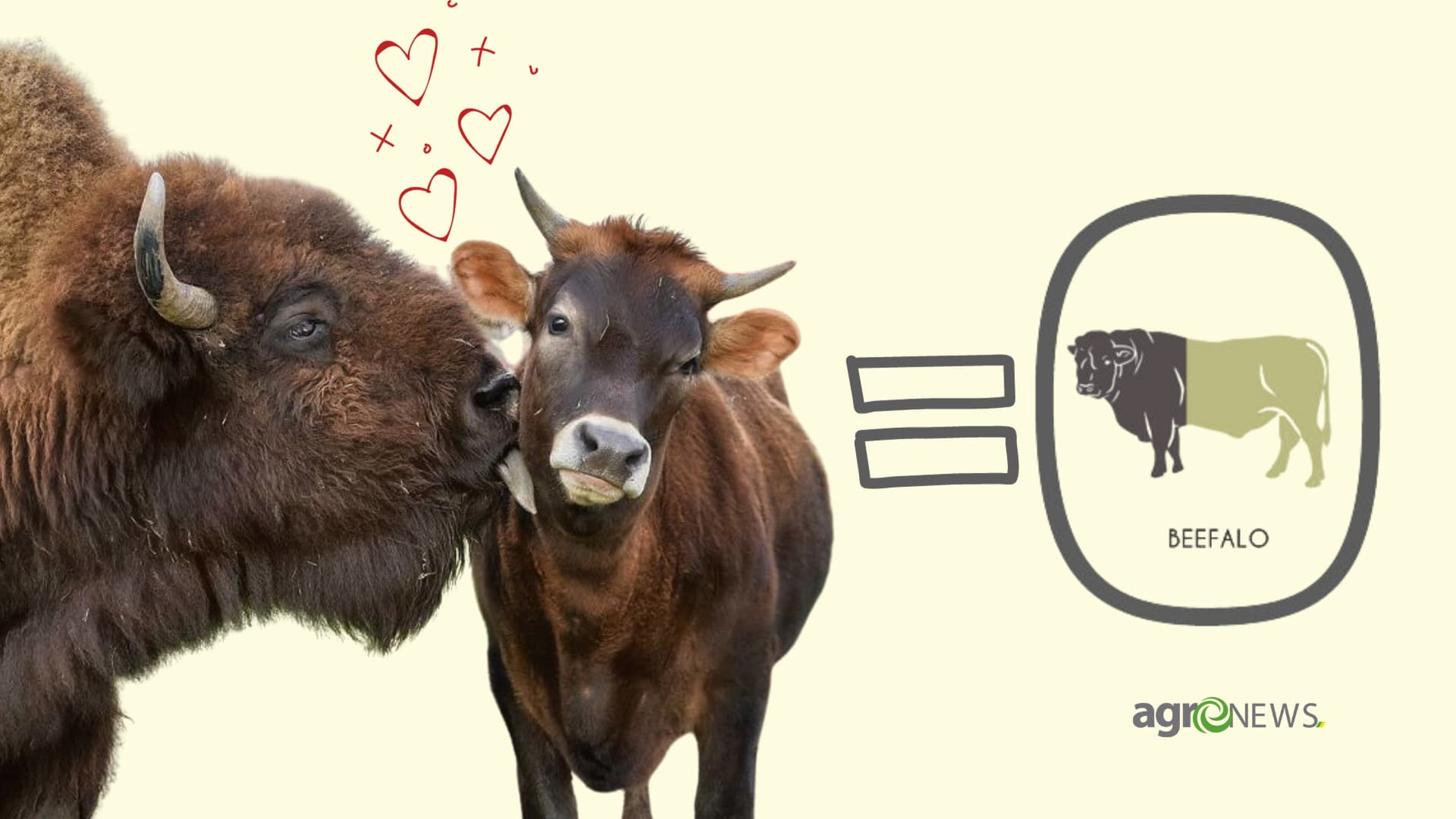 o beefalo e o resultado do cruzamento de vacas e bisoes