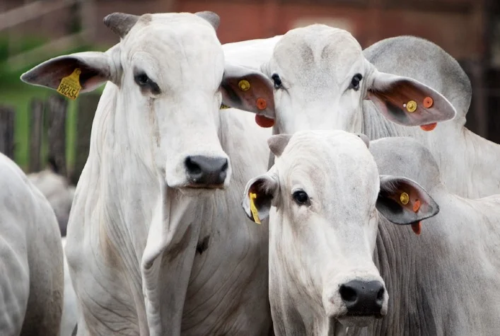 O ciclo de preços da arroba do boi mudou de baixa para alta? 22 o ciclo de precos da arroba do boi mudou de baixa para alta