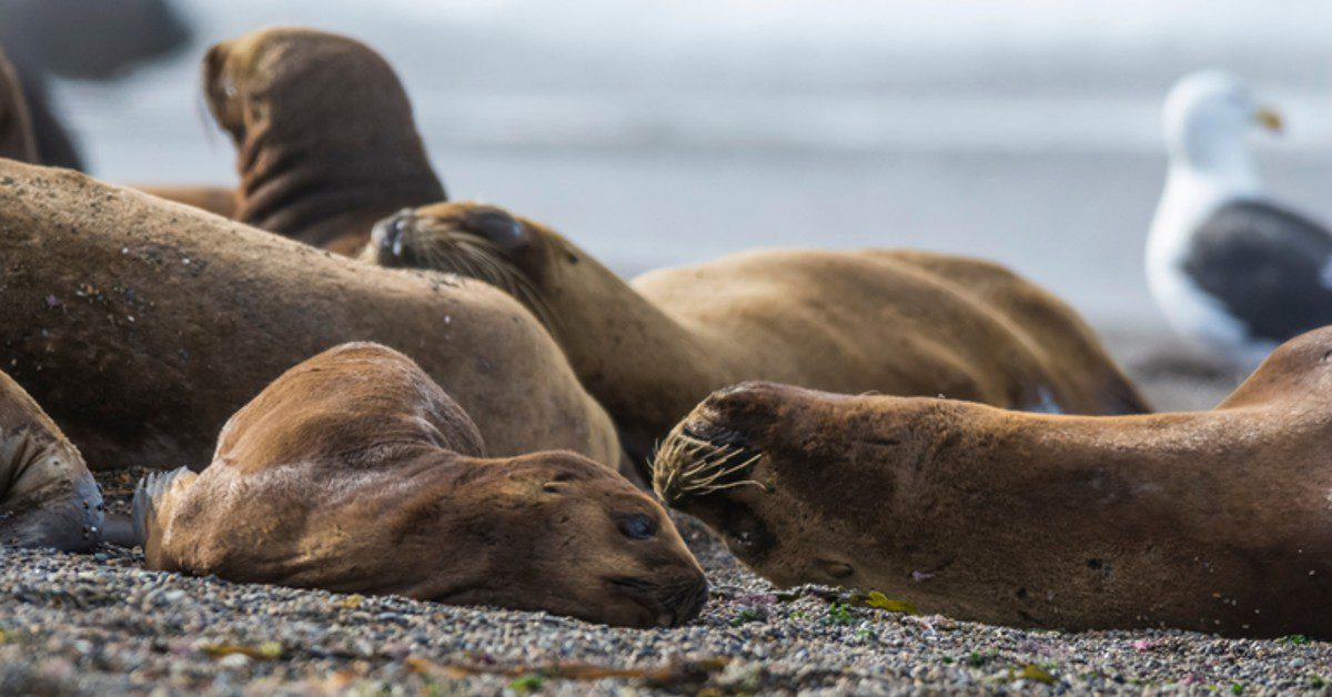 O mapa confirma um caso de influenza aviária em leões-marinhos no Rio Grande do Sul?