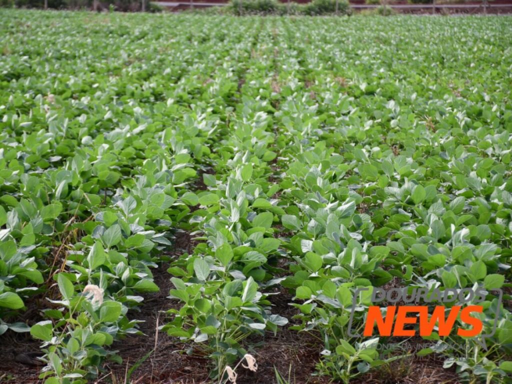 O mercado agrícola de Dourados: estabilidade nos preços? 2 Dourados fecha a segunda sem grandes variações nos preços do agro