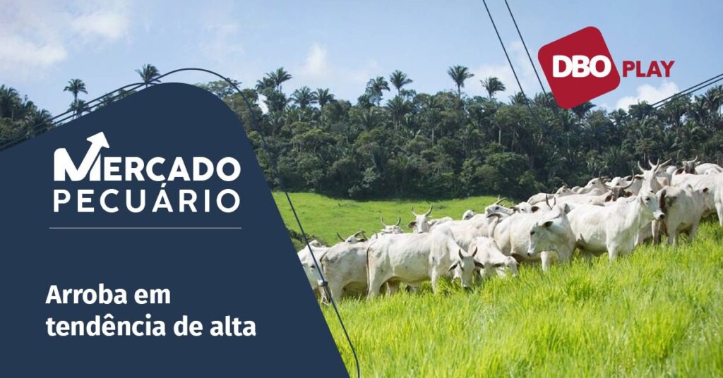 o mercado do boi gordo sera mais favoravel ao pecuarista em outubro de acordo com o portal dbo