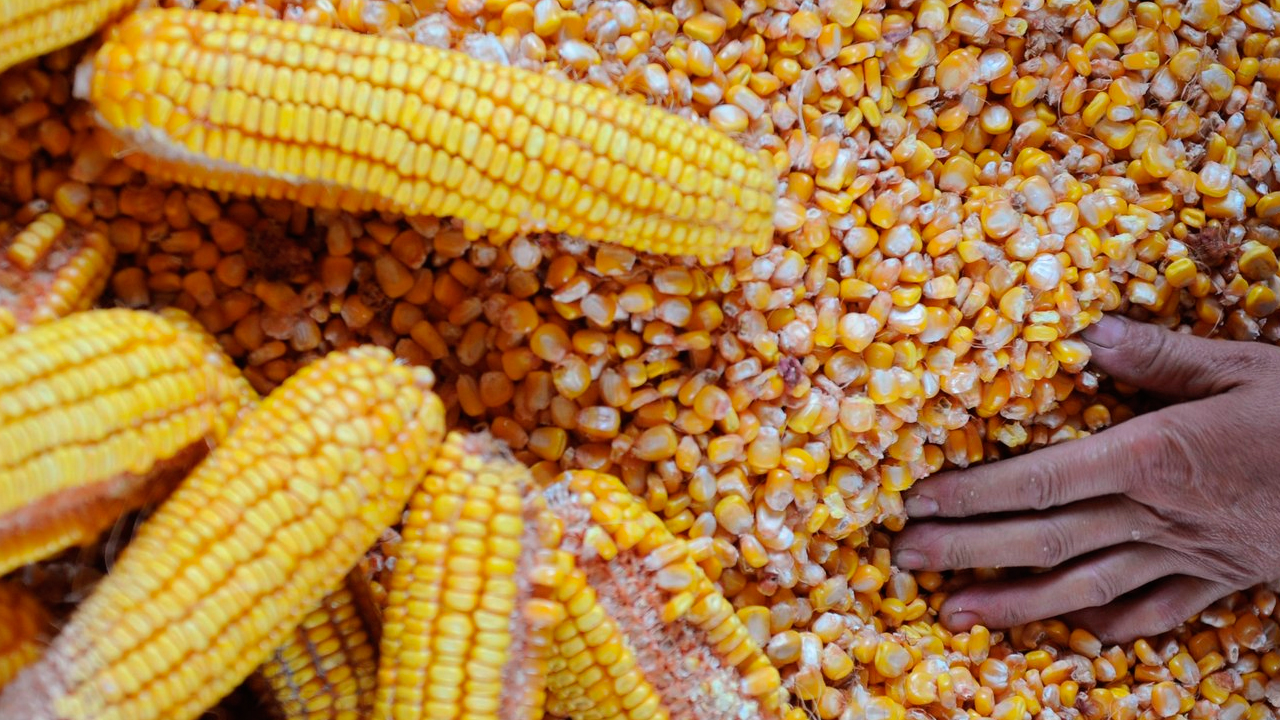 O milho está recuando nas Bolsas nesta sexta-feira? 1 O milho está recuando nas Bolsas nesta sexta-feira?