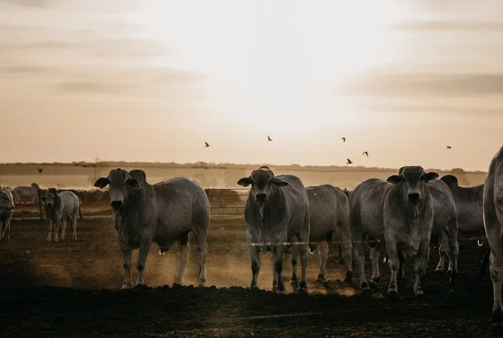 O preço diário do boi gordo está abaixo do recebido nos últimos três anos mesmo estando em recuperação? 12 boi gordo