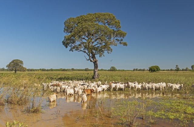 O preço do boi gordo despenca no Brasil, você viu?