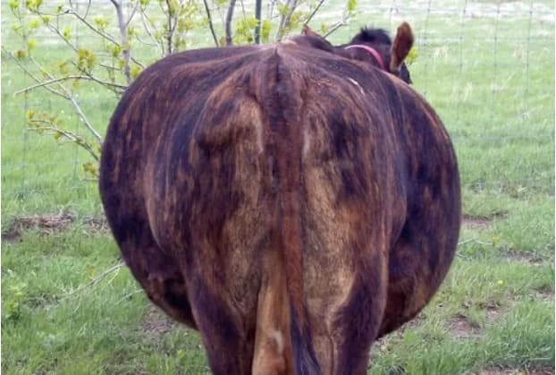 O que causa o timpanismo em bovinos?