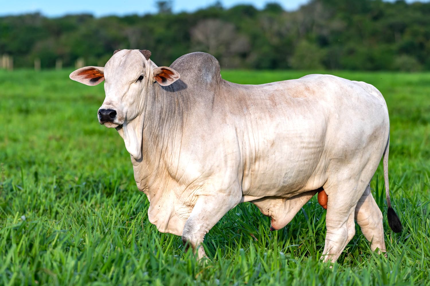 o que é e como calculá-lo?