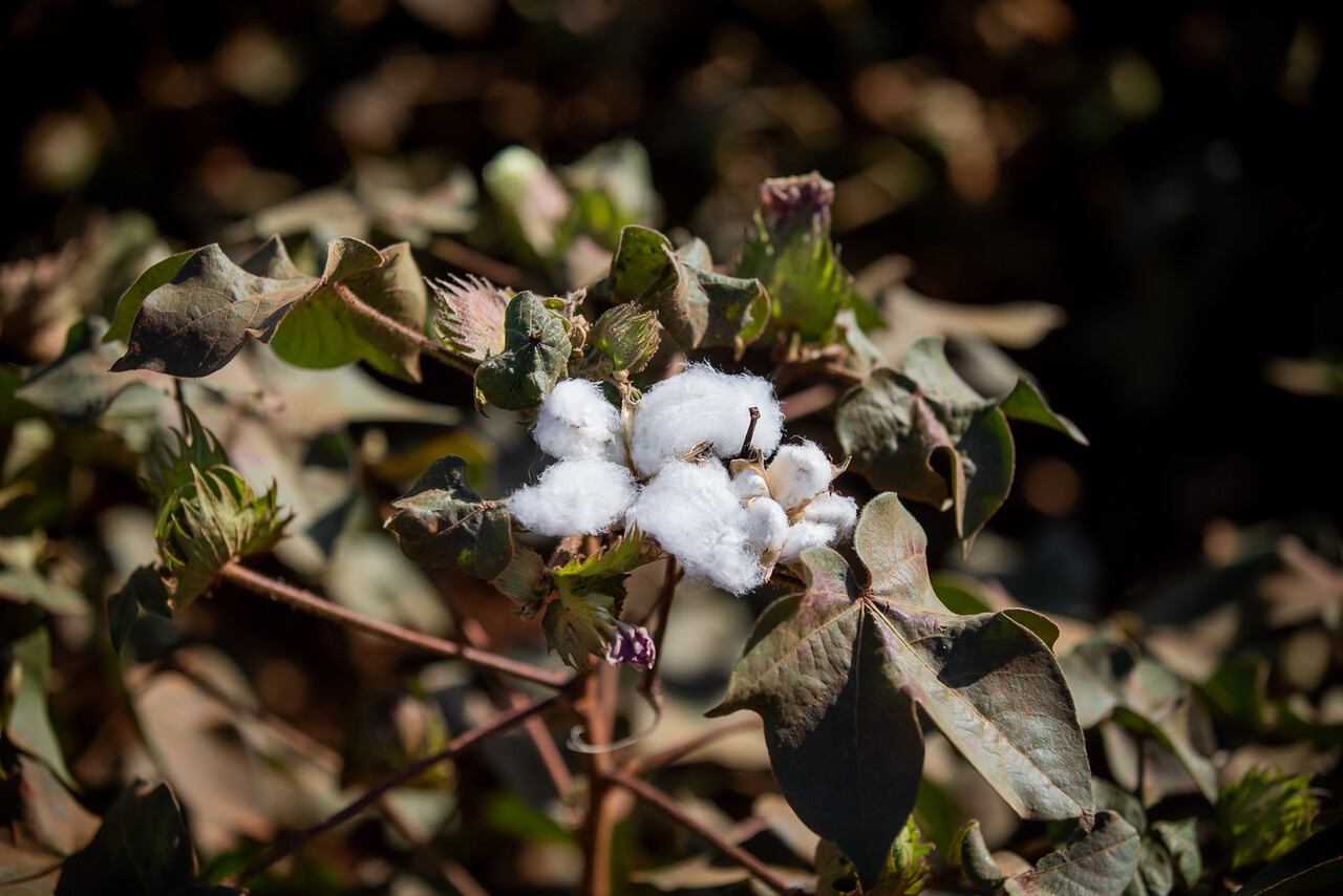 O vazio sanitário do algodão já está em vigor em quantas cidades?