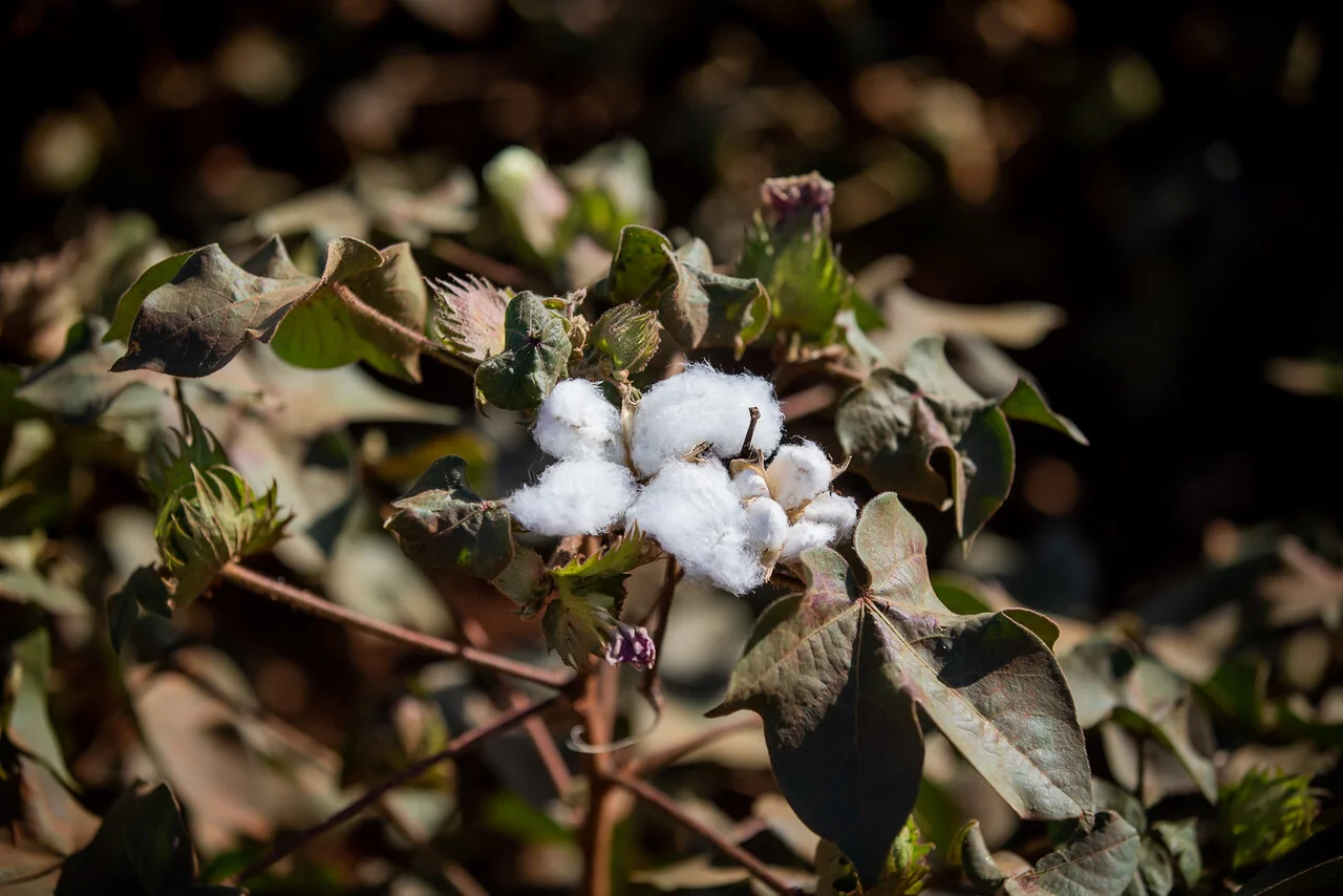 O vazio sanitário do algodão já está em vigor em quantas cidades? 1 o vazio sanitario do algodao ja esta em vigor em quantas cidades