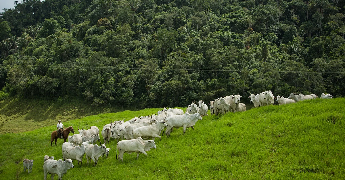 Segredo para a Arroba Firme: Exportações e Boi no Pasto 5 o vies de alta permanece ativo no mercado fisico e futuro correto 1