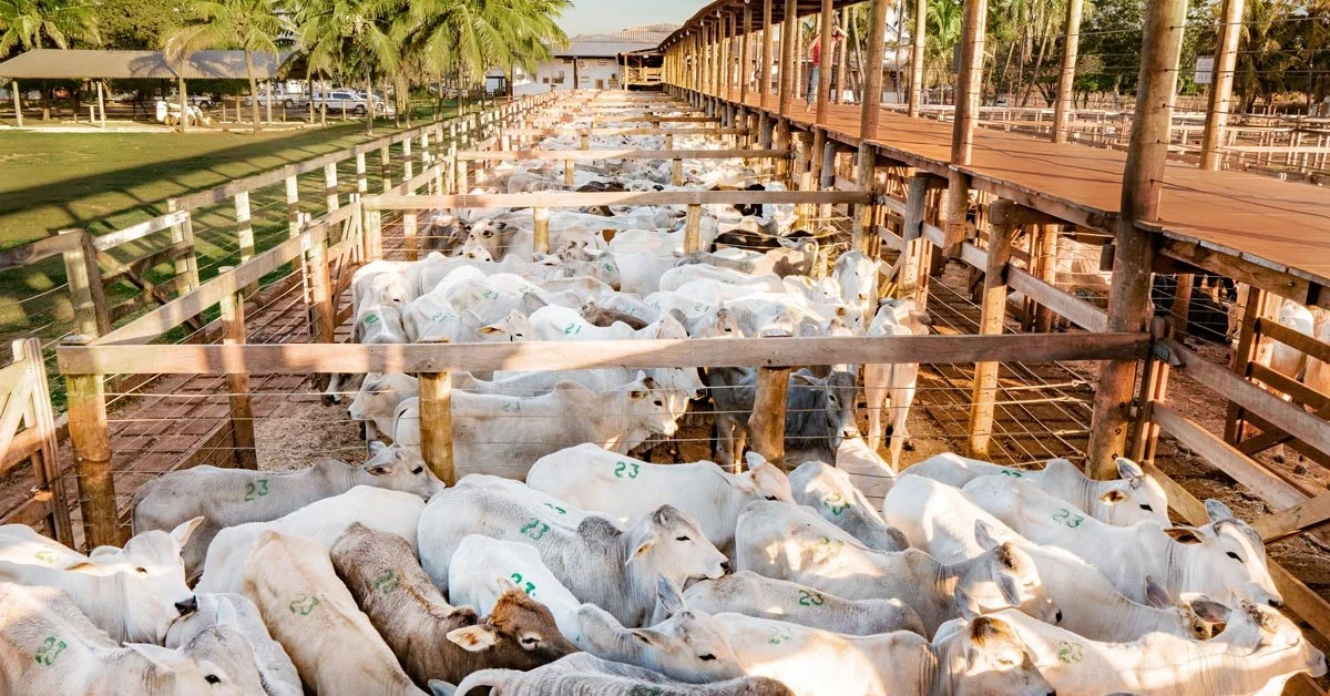 "5.435 animais à venda em Campo Grande" • Portal DBO 1 preço médio de R$ 2.073/cabeça em Campo Grande • Portal DBO