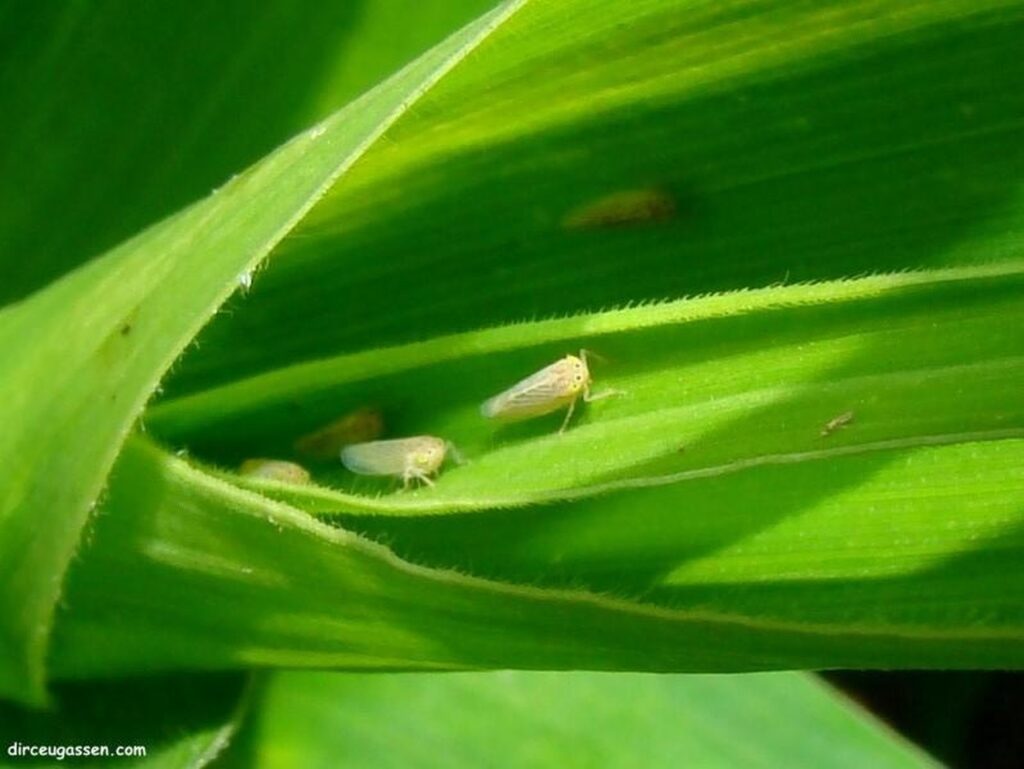 os bioinsumos sao grandes aliados para o controle da cigarrinha do milho no pais