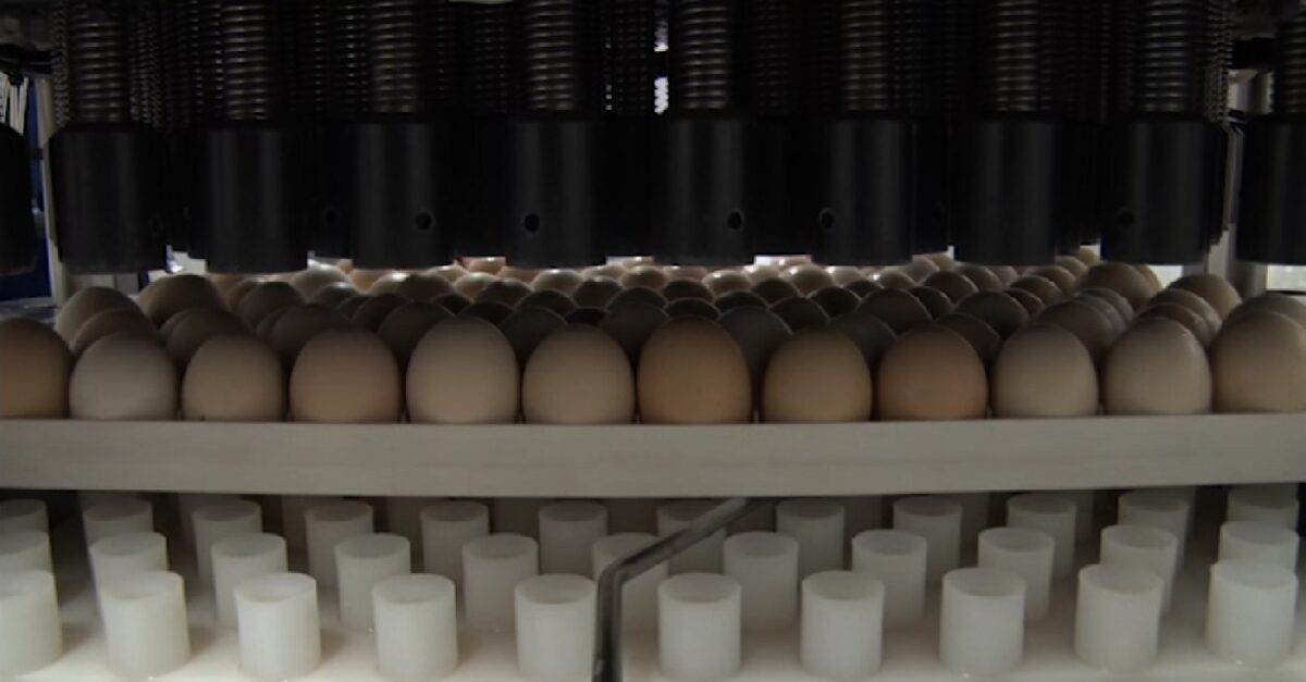 Embarques de genética avícola do Brasil crescem 75,5% em 2023