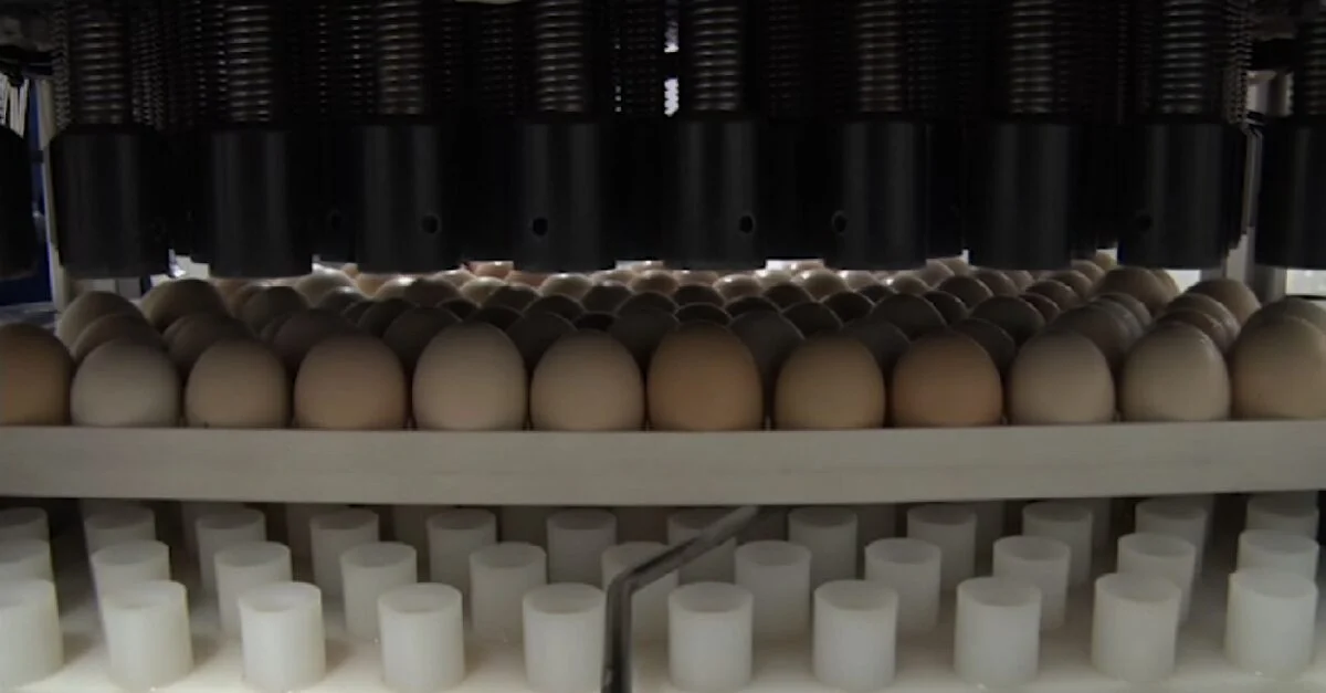 Embarques de genética avícola do Brasil crescem 75,5% em 2023