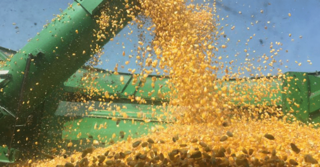 os precos do milho continuam em alta no mercado interno de acordo com a cepea