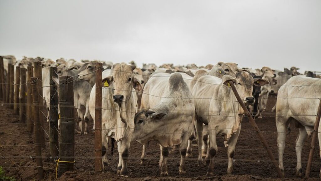 Ministérios negociam prorrogação de dívidas de pecuaristas afetados pela queda nos preços da arroba boi gordo