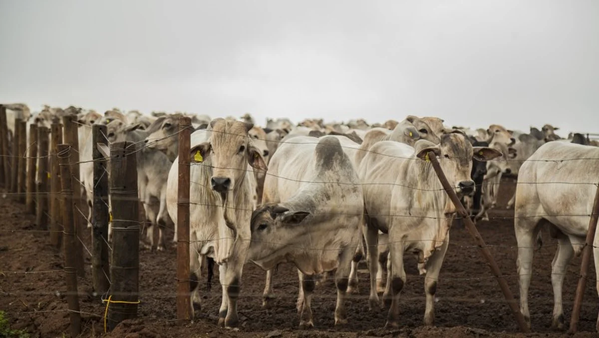 Pecuaristas afetados: Ministérios prorrogam dívidas? (49 caracteres) 12 Ministérios negociam prorrogação de dívidas de pecuaristas afetados pela queda nos preços da arroba boi gordo