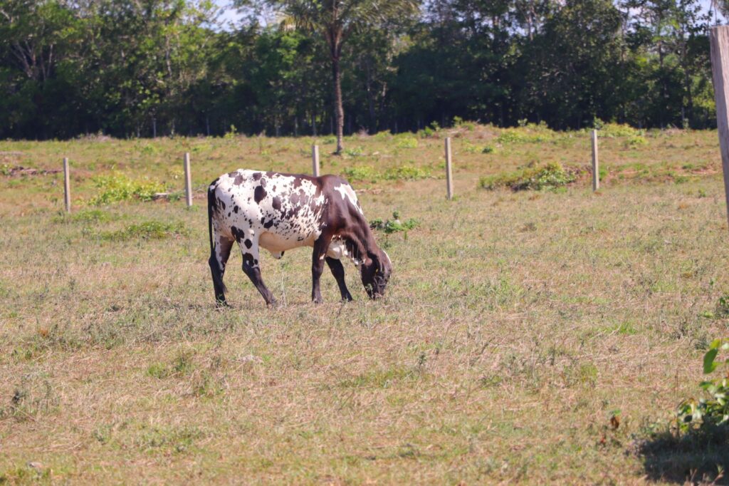 Pecuaristas: Como evitar perdas? 8 Idam orienta pecuaristas melhores práticas para diminuir perdas