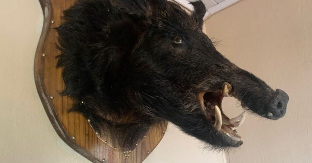 Polícia Civil deflagra operação contra caçadores de javalis