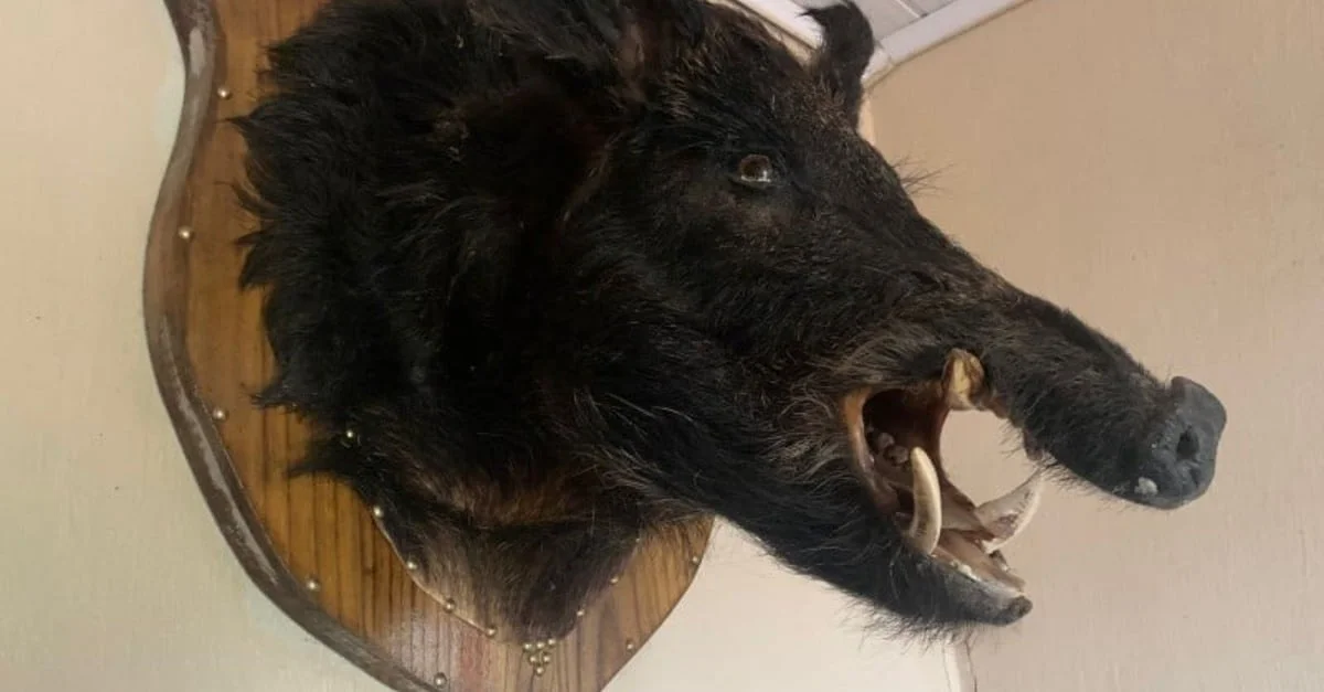 Polícia Civil deflagra operação contra caçadores de javalis