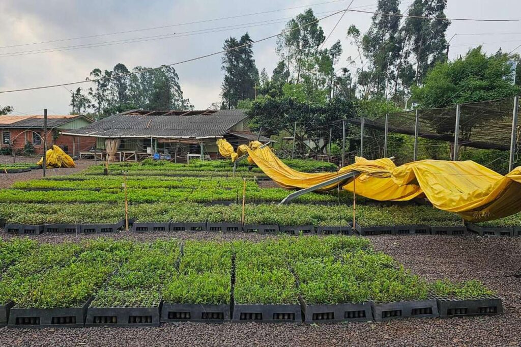Por quanto tempo o viveiro florestal danificado por um tornado ficará fechado? 10 por quanto tempo o viveiro florestal danificado por um tornado ficara fechado