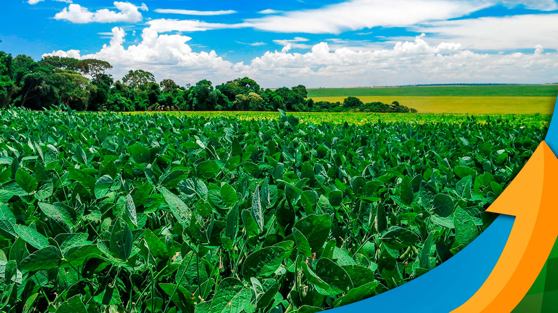 Por que apenas 10% das áreas de soja no Tocantins foram semeadas?