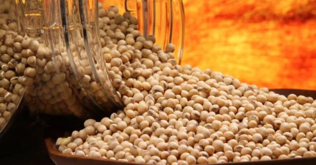 Por que as cotações da soja estão caindo com a ampla oferta dos EUA? 15 Soja em grão sofre queda pela ampla oferta dos EUA; confira as cotações